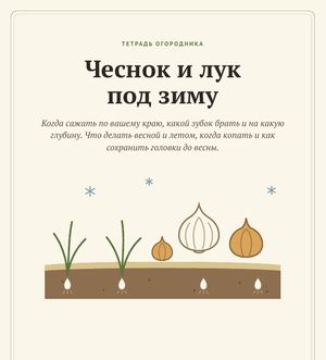 Обложка гайда «Чеснок и лук под зиму»