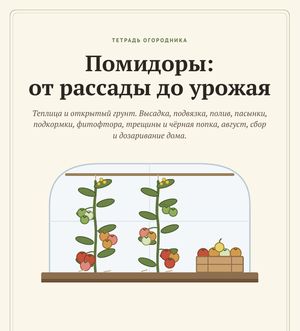 Обложка гайда «Помидоры: от рассады до урожая»