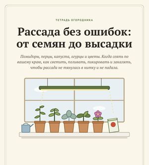 Обложка гайда «Рассада без ошибок: от семян до высадки»